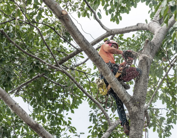 tree removal service hobart